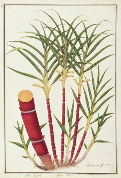 Caña de Azúcar, Teboo Gagak, de Dibujos de Plantas de Malaca, c.1805-18 de Chinese School